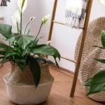 unde-sa-pui-un-spathiphyllum-pentru-a-l-face-sa-infloreasca.webp.webp